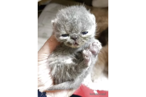 販売中の神奈川県のエキゾチックショートヘア-116420